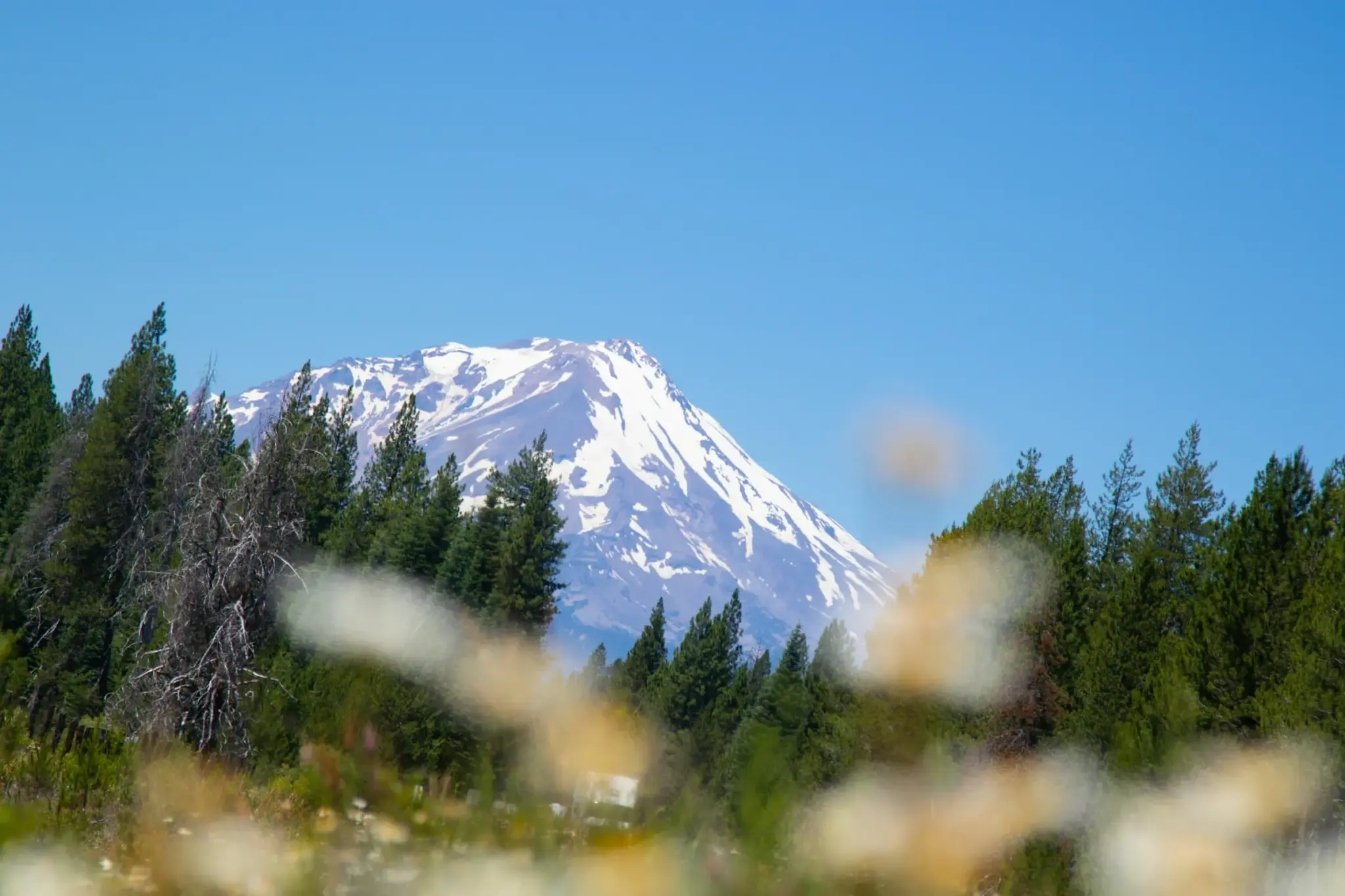 白雪覆蓋的雪士達山主峰與前景松林，藍天開闊