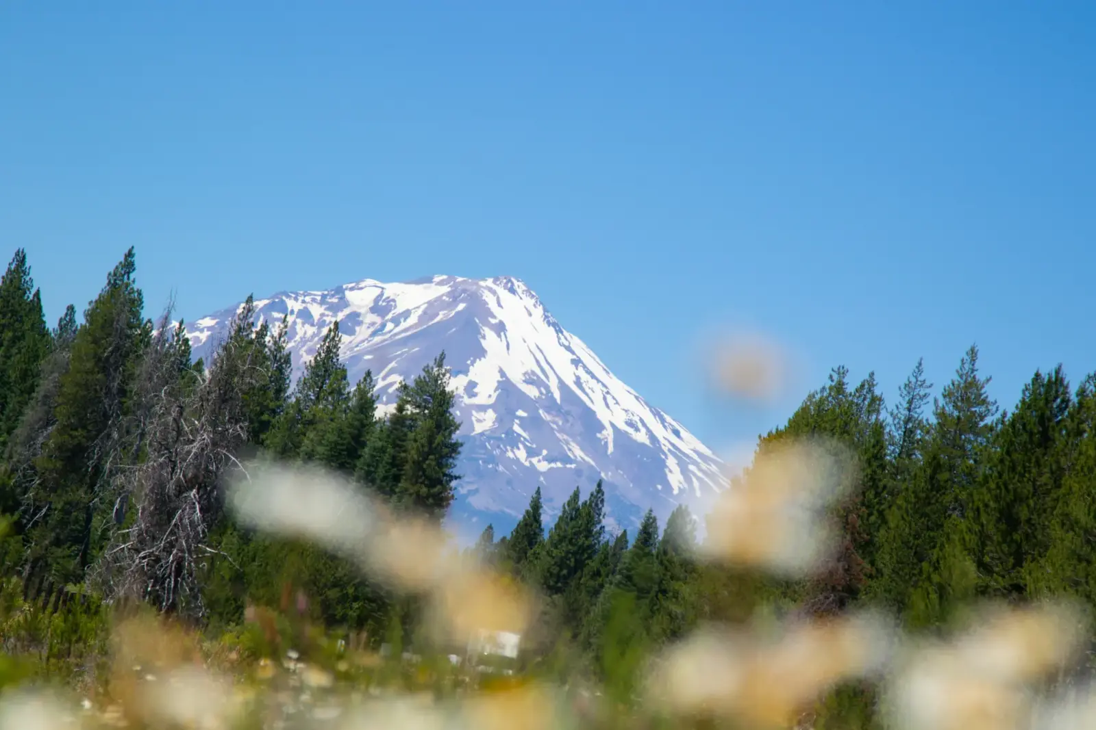 白雪覆蓋的雪士達山主峰與前景松林，藍天開闊